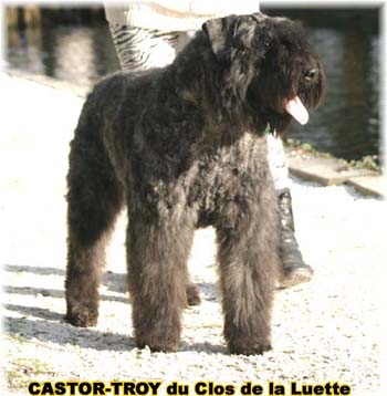 bouvier des flandres du clos de la luette - copyright d&eacute;pos&eacute;